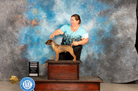 Border Terrier #9 Fri G4 Judge Del Richards