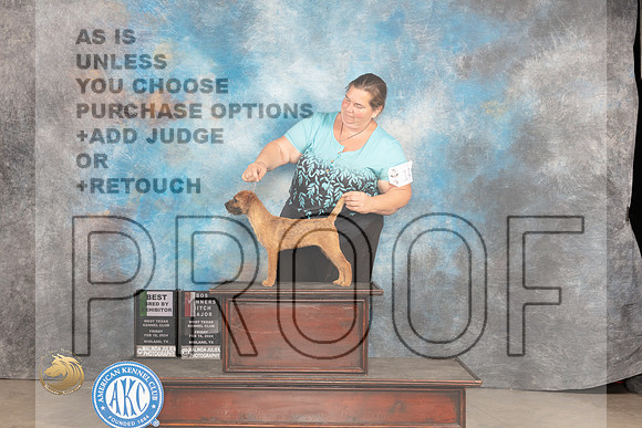 Border Terrier #14 Fri WBBOSM Judge Del Richards_JP_0835_MIDLAND2024_HR3