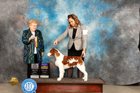 Brittany #5 Fri BOBGCH Judge Judy Brown