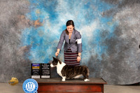 Cardigan Welsh Corgi #6 Fri BOBPGCH Judge Carolyn Herbel