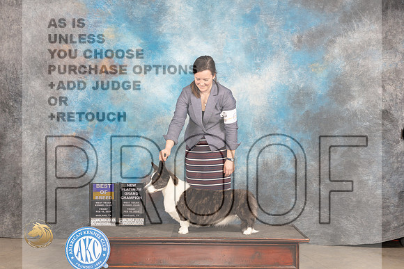 Cardigan Welsh Corgi #6 Fri BOBPGCH Judge Carolyn Herbel_JP_0709_MIDLAND2024_HR3