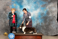 Cardigan Welsh Corgi #6 Fri G2 Judge Judy Brown