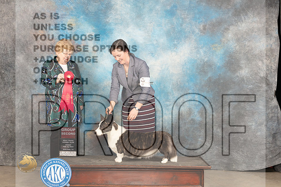 Cardigan Welsh Corgi #6 Fri G2 Judge Judy Brown_JP_0849_MIDLAND2024_HR3