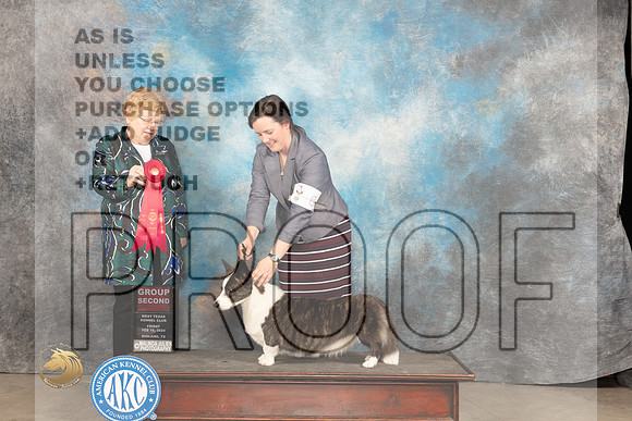 Cardigan Welsh Corgi #6 Fri G2 Judge Judy Brown_JP_0850_MIDLAND2024_HR3