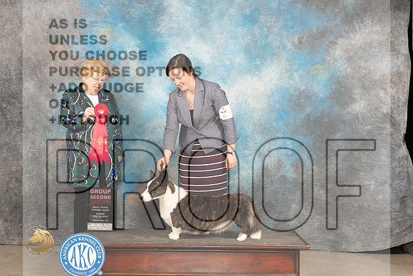 Cardigan Welsh Corgi #6 Fri G2 Judge Judy Brown_JP_0851_MIDLAND2024_HR3