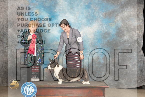 Cardigan Welsh Corgi #6 Fri G2 Judge Judy Brown_JP_0852_MIDLAND2024_HR3