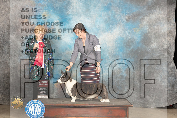 Cardigan Welsh Corgi #6 Fri G2 Judge Judy Brown_JP_0853_MIDLAND2024_HR3