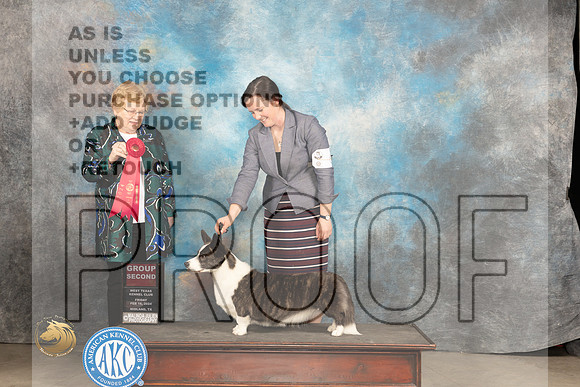 Cardigan Welsh Corgi #6 Fri G2 Judge Judy Brown_JP_0854_MIDLAND2024_HR3