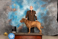 Chesapeake Bay Retriever #5 Fri OHG4 Judge Carolyn Herbel