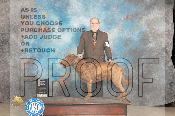 Chesapeake Bay Retriever #5 Fri OHG4 Judge Carolyn Herbel_JP_0828_MIDLAND2024_HR3