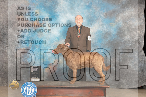 Chesapeake Bay Retriever #5 Fri OHG4 Judge Carolyn Herbel_JP_0829_MIDLAND2024_HR3