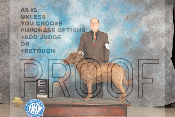 Chesapeake Bay Retriever #5 Fri OHG4 Judge Carolyn Herbel_JP_0832_MIDLAND2024_HR3