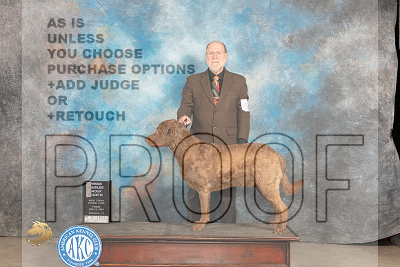Chesapeake Bay Retriever #5 Fri OHG4 Judge Carolyn Herbel_JP_0833_MIDLAND2024_HR3