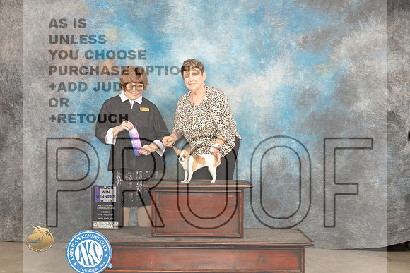 Chihuahua Smooth #22 Fri WBM Judge Donnelle Richards_JP_0657_MIDLAND2024_HR3