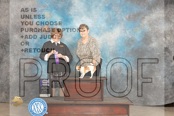 Chihuahua Smooth #22 Fri WBM Judge Donnelle Richards_JP_0662_MIDLAND2024_HR3