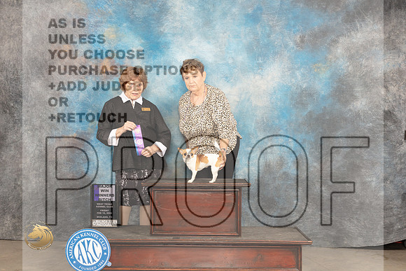 Chihuahua Smooth #22 Fri WBM Judge Donnelle Richards_JP_0664_MIDLAND2024_HR3