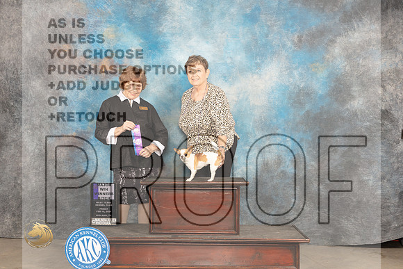 Chihuahua Smooth #22 Fri WBM Judge Donnelle Richards_JP_0667_MIDLAND2024_HR3
