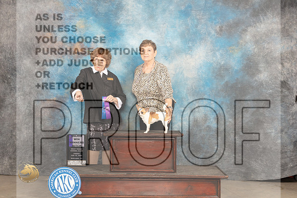 Chihuahua Smooth #22 Fri WBM Judge Donnelle Richards_JP_0668_MIDLAND2024_HR3