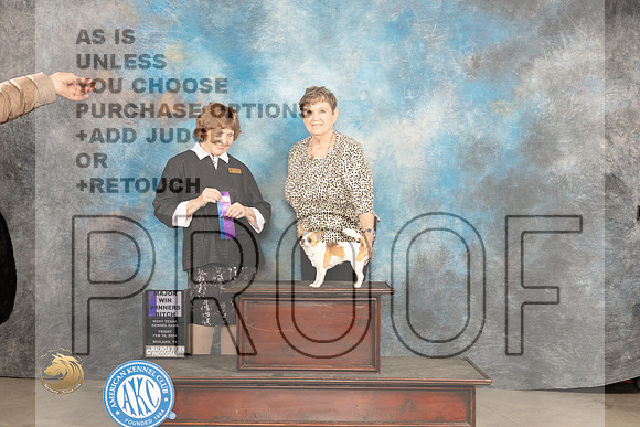 Chihuahua Smooth #22 Fri WBM Judge Donnelle Richards_JP_0669_MIDLAND2024_HR3