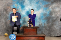 Chihuahua Smooth #J750 Fri Judge Del Richards