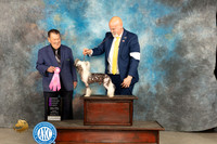 Chinese Crested #5 Fri OHG1 Judge Del Richards