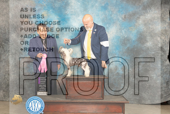 Chinese Crested #5 Fri OHG1 Judge Del Richards_JP_0792_MIDLAND2024_HR3