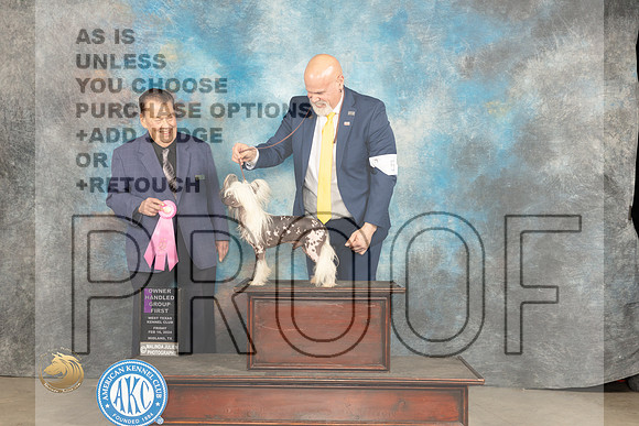 Chinese Crested #5 Fri OHG1 Judge Del Richards_JP_0794_MIDLAND2024_HR3