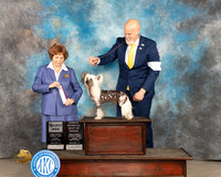 Chinese Shar Pei #5 Fri OHBOBSD Judge Donnelle Richards