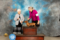 Dachshund Smooth #23 Fri SD Judge Gloria Kerr