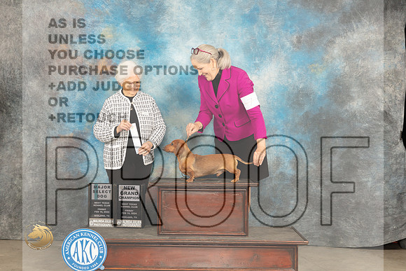 Dachshund Smooth #23 Fri SD Judge Gloria Kerr_JP_0771_MIDLAND2024_HR3
