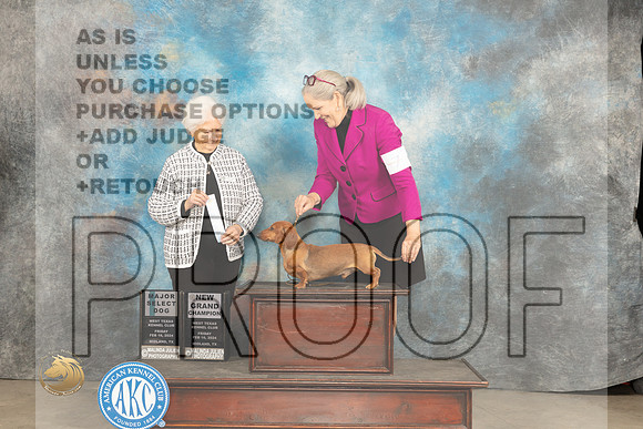 Dachshund Smooth #23 Fri SD Judge Gloria Kerr_JP_0772_MIDLAND2024_HR3