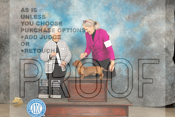 Dachshund Smooth #23 Fri SD Judge Gloria Kerr_JP_0773_MIDLAND2024_HR3