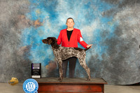German Shorthaired Pointer #? Fri RWD Judge Judy Brown