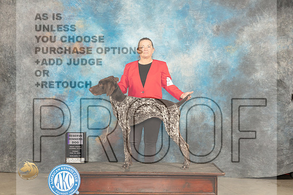 German Shorthaired Pointer #? Fri RWD Judge Judy Brown_JP_0673_MIDLAND2024_HR3