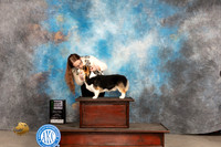 Pembroke Welsh Corgi #11 Fri BBE Judge Carolyn Herbel