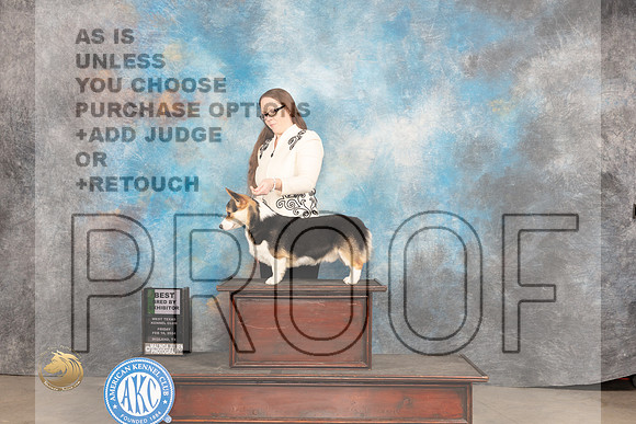 Pembroke Welsh Corgi #11 Fri BBE Judge Carolyn Herbel_JP_0687_MIDLAND2024_HR3