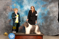 Polish Lowland Sheepdog #6 Fri G3 Judge Judy Brown