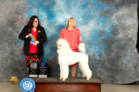 Poodle Std #8 Fri WBBOBOV Judge Sherry Patton