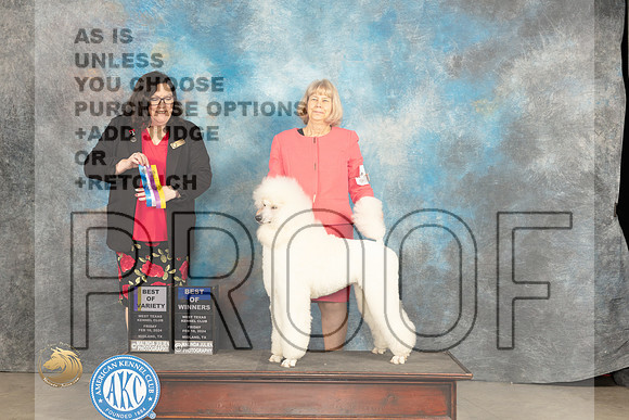 Poodle Std #8 Fri WBBOBOV Judge Sherry Patton_JP_0815_MIDLAND2024_HR3
