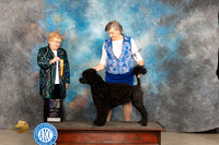 Portuguese Water Dog #5 Fri BOB Judge Judy Brown