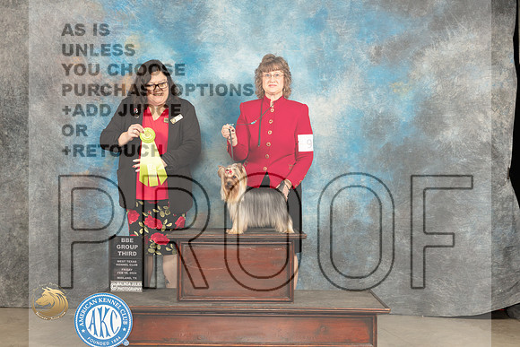 Yorkshire Terrier #9 Fri BBEG2 Judge Sherry Patton_JP_0821_MIDLAND2024_HR3