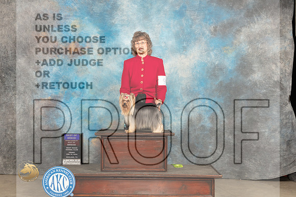 Yorkshire Terrier #9 Fri WBOHBOBOBBBE Judge Tim Robbins BBEG3 Patton_JP_0825_MIDLAND2024_HR3