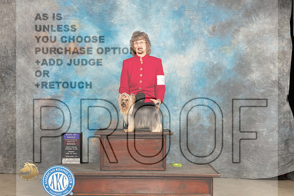 Yorkshire Terrier #9 Fri WBOHBOBOBBBE Judge Tim Robbins BBEG3 Patton_JP_0826_MIDLAND2024_HR3