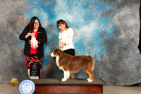 Australian Shepherd #17 Fri BBEG1 Judge Sherry Patton