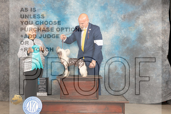 Chinese Crested #5 Fri OHBIS Judge Gloria Kerr_JP_0975_MIDLAND2024_HR3
