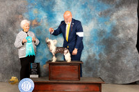 Chinese Crested #5 Fri OHBIS Judge Gloria Kerr
