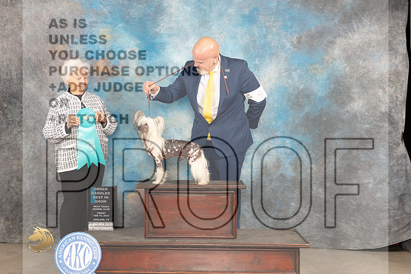 Chinese Crested #5 Fri OHBIS Judge Gloria Kerr_JP_0977_MIDLAND2024_HR3