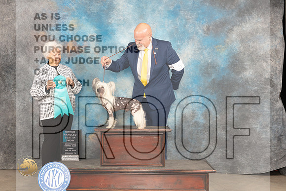 Chinese Crested #5 Fri OHBIS Judge Gloria Kerr_JP_0982_MIDLAND2024_HR3