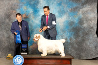 Clumber Spaniel #5 Fri G1 Judge Del Richards