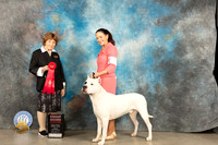Dogo Argentino #5 Fri G2 Judge Donnelle Richards
